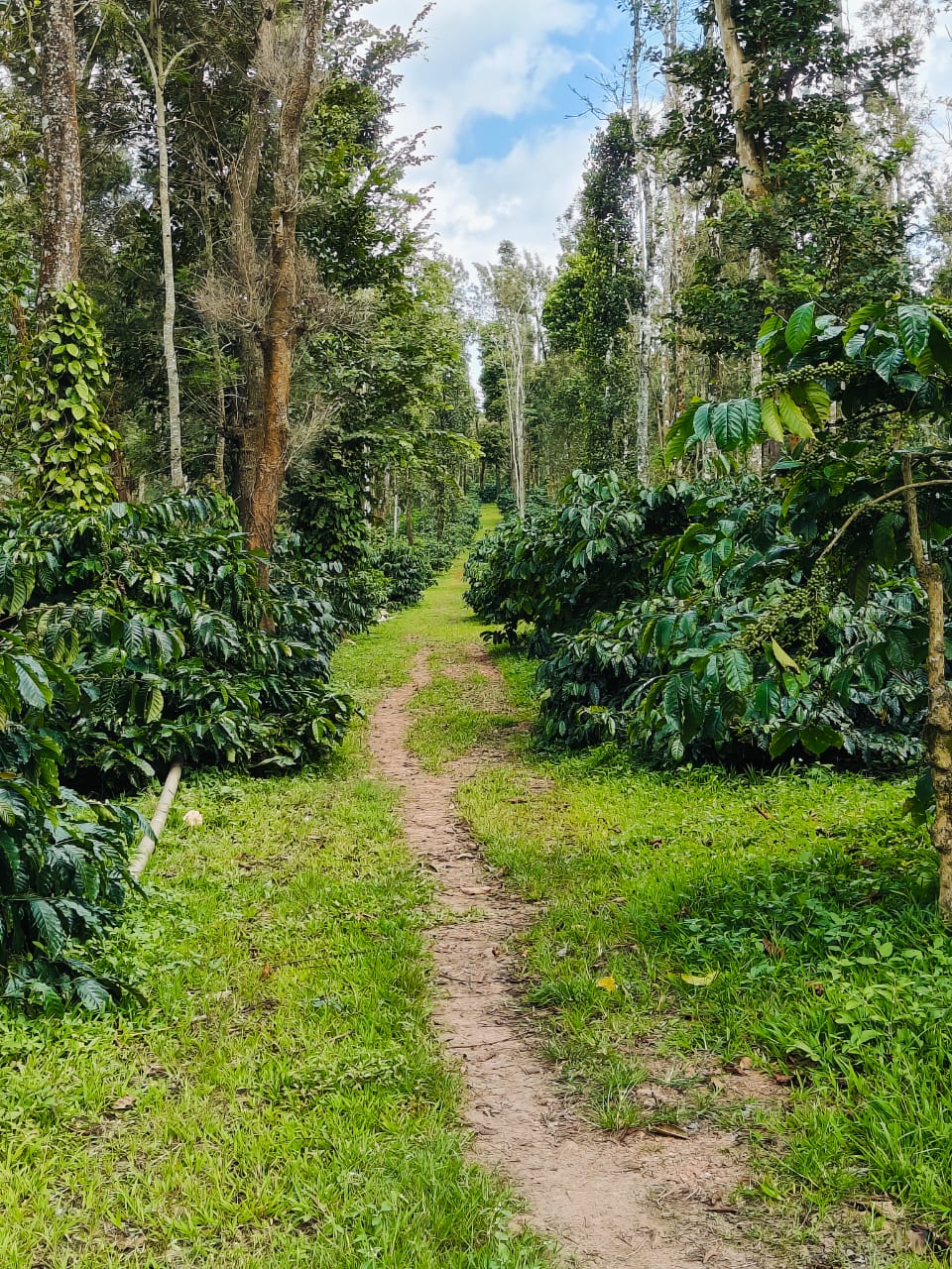 Coffee Estate